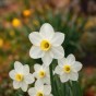 White Spring Flowering Lasagne Bulb Planting Kit - Layered Perennial Flower Bulbs for Garden Pots & Containers, Mixed Snowdrops, Daffodils & Alliums – by Jamieson Brothers