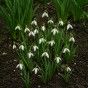 White Spring Flowering Lasagne Bulb Planting Kit - Layered Perennial Flower Bulbs for Garden Pots & Containers, Mixed Snowdrops, Daffodils & Alliums – by Jamieson Brothers