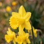 Yellow Spring Flowering Lasagne Bulb Planting Kit - Layered Perennial Flower Bulbs for Garden Pots & Containers, Mixed Tulips, Daffodils & Crocus – by Jamieson Brothers