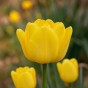 Yellow Spring Flowering Lasagne Bulb Planting Kit - Layered Perennial Flower Bulbs for Garden Pots & Containers, Mixed Tulips, Daffodils & Crocus – by Jamieson Brothers