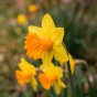 Orange Spring Flowering Lasagne Bulb Planting Kit - Layered Perennial Flower Bulbs for Garden Pots & Containers, Mixed Tulips, Daffodils & Hyacinths – by Jamieson Brothers