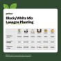 Black/White Spring Flowering Lasagne Bulb Planting Kit - Layered Perennial Flower Bulbs for Garden Pots & Containers, Mixed Tulips, Crocus & Hyacinths – by Jamieson Brothers