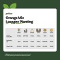 Orange Spring Flowering Lasagne Bulb Planting Kit - Layered Perennial Flower Bulbs for Garden Pots & Containers, Mixed Tulips, Daffodils & Hyacinths – by Jamieson Brothers