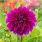 The Purple Bag (Dahlia Pinnata, Gladiolus Hortulanus, Freesia Hybrid) 20x Spring Planting Flower Bulbs