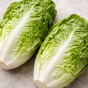 Lettuce Romance Paris Island Cos – 2g Classic Cos Lettuce Seeds for Crisp Hearts