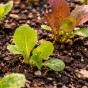 Lettuce Mixed Leaf Mesclun Mix – 1g Mixed Salad Leaf Seeds for Cut-and-Come-Again Harvests