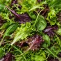 Jamieson Brothers Grow Your Own Starter Garden Bundle 5 Pack Easy Vegetable Seed Collection (Lettuce Mesclun Mix, Spring Onion White Lisbon, Pea Kelvedon Wonder, Radish French Breakfast, Beetroot Boltardy)