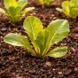 Super Greens & Leafy Harvest Bundle 5 Pack Vegetable Seed Collection (Lettuce Mesclun Mix, Swiss Chard Rainbow Mix, Lettuce Parris Island Cos, Pak Choi White Stem, Kale Black Tuscan)