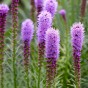 Postal Box - Flowers With A Message! (Liatris Spicata, Zephyranthus Robustus, Freesia Hybrid) 30x Spring Planting Flower Bulbs| Flower Bulbs for Planting Now UK | Plant Garden Outdoor | Gifting Box | Present Box