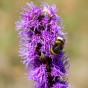 Liatris Spicata Violet-Blue (Liatris Spicata) 8x Spring Planting Flower Bulbs