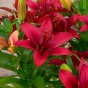 Lilium Asiatic Red 2 Bulbs Ready for Planting Now in UK Autumn Outdoor Gardens by Jamieson Brothers
