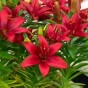 Lilium Asiatic Red 2 Bulbs Ready for Planting Now in UK Autumn Outdoor Gardens by Jamieson Brothers