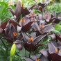 Lilium Asiatic Black 2 Bulbs Ready for Planting Now in UK Autumn Outdoor Gardens