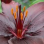 Lilium Asiatic Black 2 Bulbs Ready for Planting Now in UK Autumn Outdoor Gardens