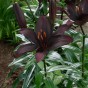 Lilium Asiatic Black 2 Bulbs Ready for Planting Now in UK Autumn Outdoor Gardens