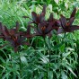 Lilium Asiatic Black 2 Bulbs Ready for Planting Now in UK Autumn Outdoor Gardens