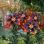 Lilium Asiatic Forever Susan 2 Bulbs Ready for Planting Now in UK Autumn Outdoor Gardens