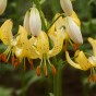 Lilium Martagon Guinea Gold 2 Bulbs Ready for Planting Now in UK Autumn Outdoor Gardens
