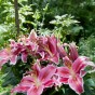 Lilium Oriental Stargazer 2 Bulbs Ready for Planting Now in UK Autumn Outdoor Gardens