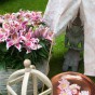 Lilium Oriental Stargazer 2 Bulbs Ready for Planting Now in UK Autumn Outdoor Gardens