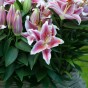 Lilium Oriental Stargazer 2 Bulbs Ready for Planting Now in UK Autumn Outdoor Gardens