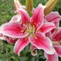 Lilium Oriental Stargazer 2 Bulbs Ready for Planting Now in UK Autumn Outdoor Gardens