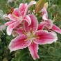 Lilium Oriental Stargazer 2 Bulbs Ready for Planting Now in UK Autumn Outdoor Gardens