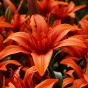 Lilium Red Twin (Lilium Asiaticum) 2x Spring Planting Flower Bulbs