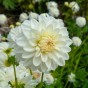 Dahlia Decorative Lillehammer (Dahlia Pinnata) 1x Top Quality Spring Planting Flower Bulb