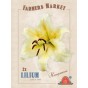 Lily Honeymoon (2 Bulbs) by Jamieson Brothers