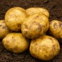 Marfona Seed Potatoes - 2KG