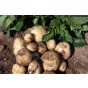 Maris Peer Seed Potatoes - 20KG