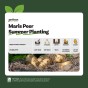 Maris Peer (2kg - Approx. 20-25 Tubers) Christmas Harvest Summer Planting Second Cropping Seed Potatoes, Grows Approx. 200 Potatoes, by Jamieson Brothers