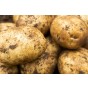 Maris Bard Seed Potatoes