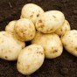 Maris Bard Seed Potatoes - 20KG