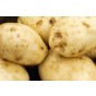 Maris Bard Seed Potatoes