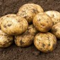 SpudMan Summer Planting Kit – Charlotte (6 Seed Potatoes + 3 Planter Bags) – Perfect for a Winter Yield of Boiling Potatoes