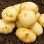 Maris Peer 2Kg Summer Planting Seed Potatoes (Approx. 22 tubers)  by Jamieson Brothers