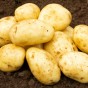Maris Piper Grow Your Own Seed Potatoes Bundle - Kit Including 3 x Seed Potatoes, Potato Planting Compost & Planter Bag by Jamieson Brothers