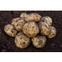 Markies Seed Potatoes