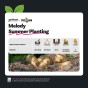 SpudMan Melody (6 Tubers) Christmas Harvest Seed Potatoes Summer Planting Second Cropping Plant Now UK, Grows Approx. 60 Baking Potatoes, by Jamieson Brothers