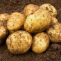 SpudMan Melody 2kg (Approx. 20-25) Seed Potatoes, Ideal for Baked Potatoes, Grows Approx. 200 Baking Potatoes