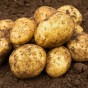 Melody (2kg - Approx. 20-25 Tubers) Christmas Harvest Seed Potatoes Summer Planting Second Cropping Plant Now UK, Grows Approx. 200 Potatoes, by Jamieson Brothers