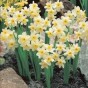 Minnow Daffodil Bulbs - Dwarf Daffodils by Jamieson Brothers®