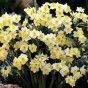 Minnow Daffodils (25 Bulbs) - Dwarf Daffodils by Jamieson Brothers® 