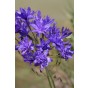 Triteleia Aquarius 15 Bulbs Ready for Planting Now in UK Autumn Outdoor Gardens
