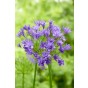 Triteleia Aquarius 15 Bulbs Ready for Planting Now in UK Autumn Outdoor Gardens