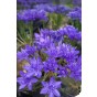 Triteleia Aquarius 15 Bulbs Ready for Planting Now in UK Autumn Outdoor Gardens