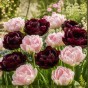 Best Friends, Magnolia Dreams: Tulip Finola & Canyon, 6 Bulbs Ready for Planting Now in UK Autumn Outdoor Gardens