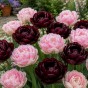 Best Friends, Magnolia Dreams: Tulip Finola & Canyon, 6 Bulbs Ready for Planting Now in UK Autumn Outdoor Gardens
